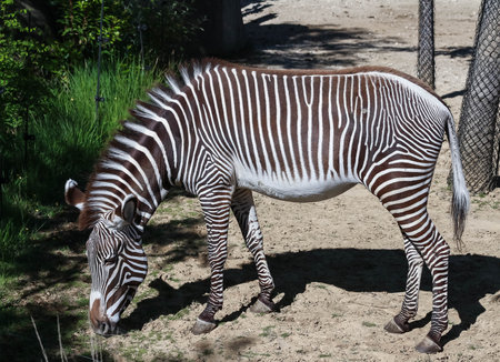 The big adorable zebra on a sunny day.の写真素材
