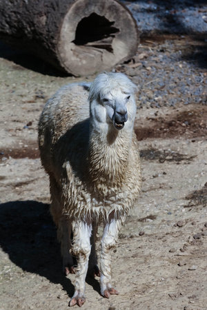 The bushy lama in the zooの写真素材