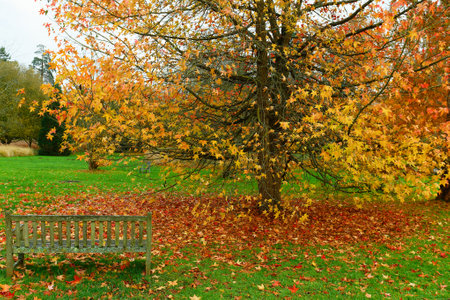 Bench in the autumn Park. Yellow maple leaves in the old city Park. . Autumn yellow tree.の写真素材