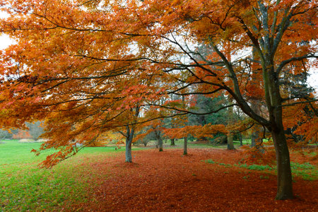 Autumn colorful red maple leaf under the maple treeの写真素材