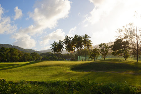 Luxuriant vegetation of valley on Martinique island.の写真素材