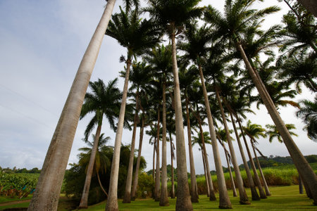 Tropical landscape with palm trees, Martinique, Caribbean island.の写真素材