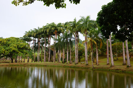 Tropical landscape with palm trees, Martinique, Caribbean island.の写真素材