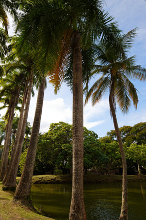 Tropical landscape with palm trees, Martinique, Caribbean island.の写真素材