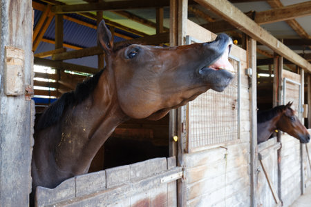 Funny picture of a horse laughing and showing its teethの写真素材