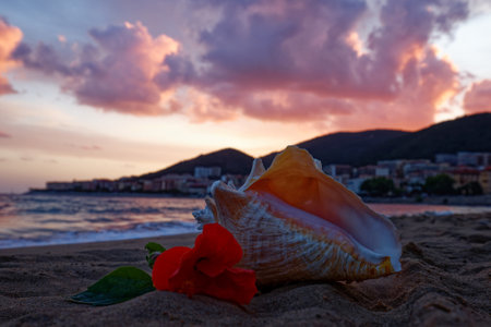 Big seashell with hibiscus flower laying on the sunset beach.の写真素材