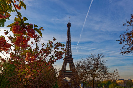 The iconic Eiffel Tower in Paris on a sunny spring day behind cherry blossoms