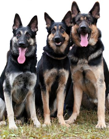 Security elite dogsの写真素材