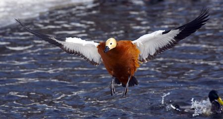 duck flies above waterの写真素材