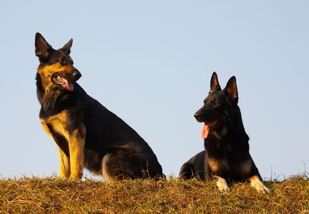 security dogsの写真素材