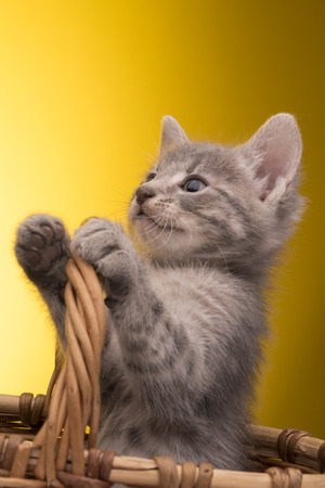 Little funny kitten in studio on yellow backgroundの写真素材