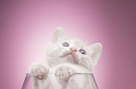 Funny kitten in studio on a pink backgroundの写真素材