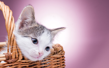 small kitten sitting in a basket in the studio on a pink backgroundの写真素材
