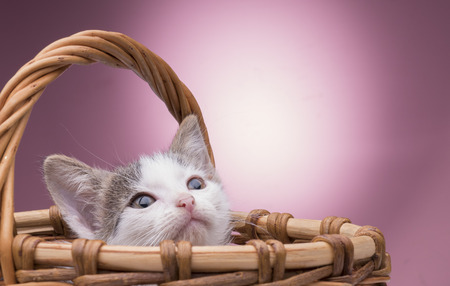 small kitten sitting in a basket in the studio on a pink backgroundの写真素材