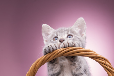 small kitten sitting in a basket in the studio on a pink backgroundの写真素材