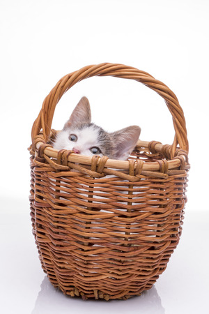 Funny kitten in studio on light backgroundの写真素材