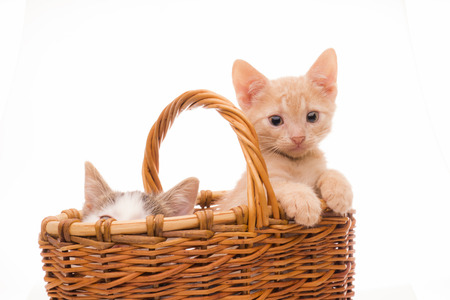 Funny kitten in studio on light backgroundの写真素材