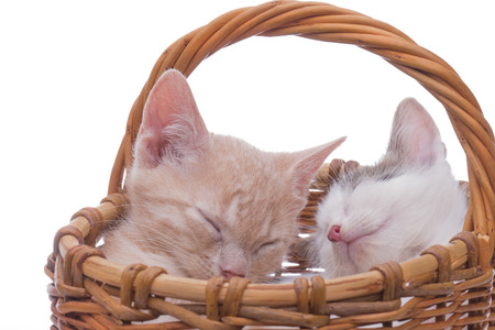 Funny kitten in studio on light backgroundの写真素材