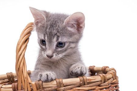 Funny kitten in studio on light backgroundの写真素材