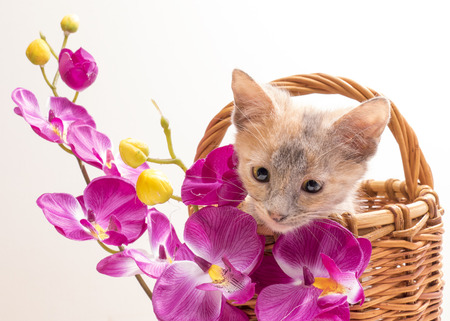 Little funny kitten in studio on light backgroundの写真素材