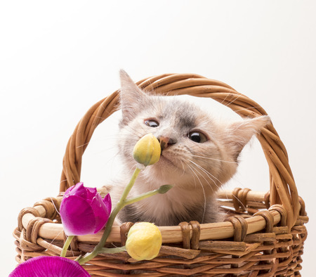 Little funny kitten in studio on light backgroundの写真素材