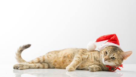 Cute young cat in  hat of Santa Claus on a light backgroundの写真素材