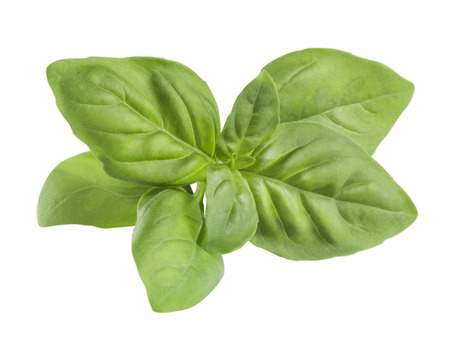 Mat green basil leaves isolated on white background for package design の写真素材