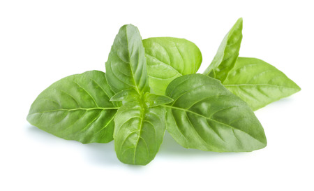 Basil leaves isolated on white background for package design horizontal compositionの写真素材