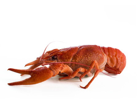 Red craw fish isolate profile on white backgroundの写真素材