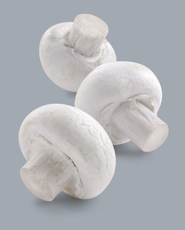 Three white button mushrooms champignon isolated on grey の写真素材