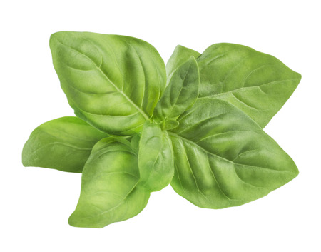 Simple green fresh basil leaves isolatedの写真素材