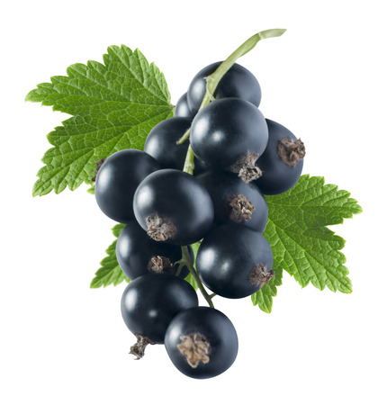 Black currant 2 with leaf isolated on white background as package design elementの写真素材