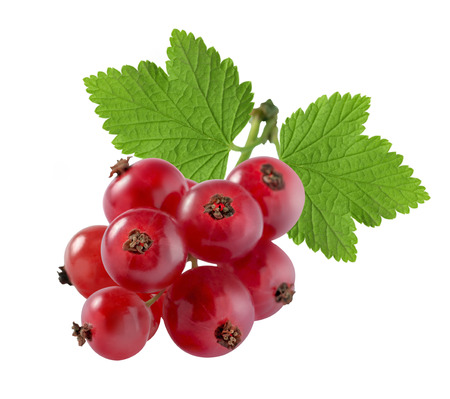 Red currant extra small with leaf isolated on white background as package design elementの写真素材
