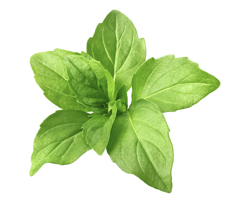 Green basil leaves isolated on white background as package design elementの写真素材