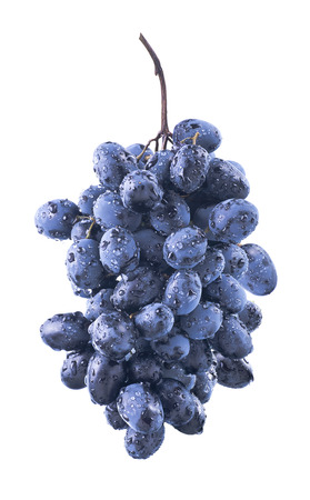 Oval wet blue grapes bunch isolated on white background as package design elementの写真素材