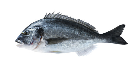 Fresh fish dorado sea bream on black board with salt for cooking magazines and recipesの写真素材