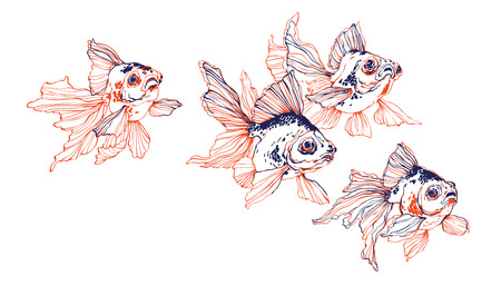 School of chinese transparent golden fish on white background vector for decorationのイラスト素材