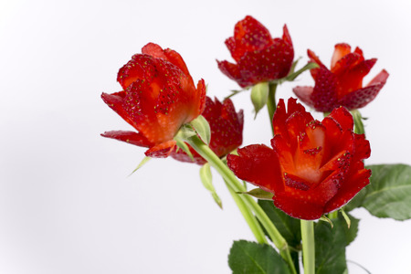 Strawberry flowers on white background isolated for weddingの写真素材