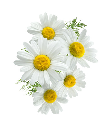 Camomile daisy group 2 isolated on white background as package design elementの写真素材