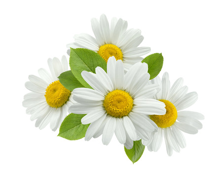 Chamomile flower group leaves isolated on white background as package design elementの写真素材