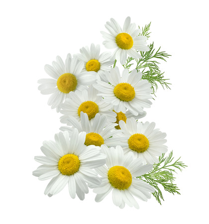 Chamomile flower vertical group left isolated on white background as package design elementの写真素材