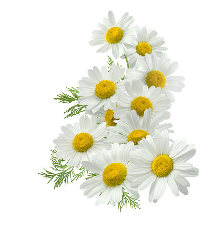Chamomile flower vertical group right isolated on white background as package design elementの写真素材