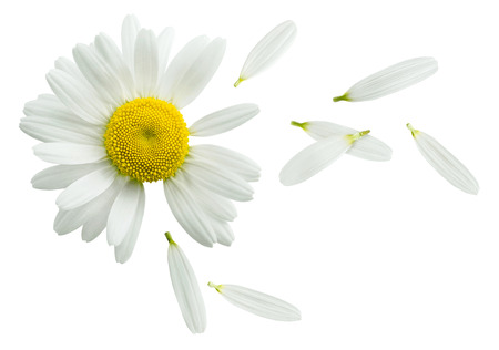 Chamomile flower flying petals, guess on daisy, isolated on white background as poster design element