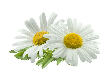 Double chamomile composition isolated on white background as package design elementの写真素材