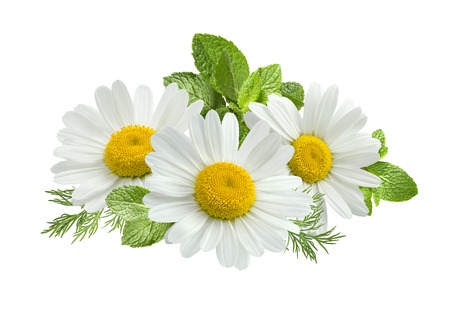 Chamomile flower mint leaves composition isolated on white background as package design elementの写真素材