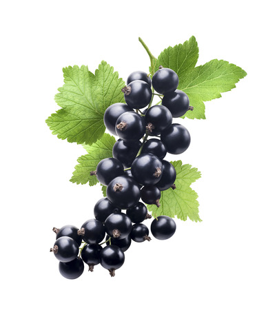 Black currant new isolated on white background as package design elementの写真素材