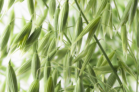 Green young oat ears texture on white background for health and cosmetics design packageの写真素材