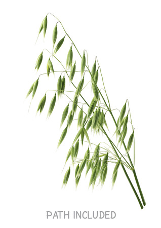 Single isolated oats head path included on white background as package design elementの写真素材