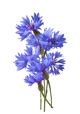 Fluffy cornflower isolated on white background as package design elementの写真素材