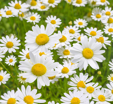 Camomile daisy natural square background for beauty, health, herbal messages 5の写真素材